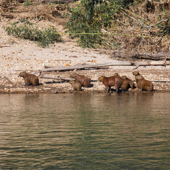 Manu native communities